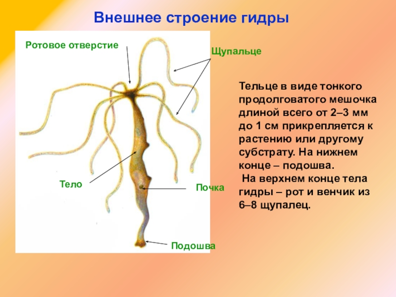 Кракен стор